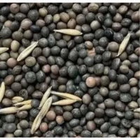 Продам насіння вики ярої