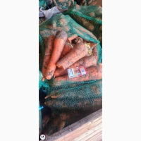 Продам гуртом моркву 2 с