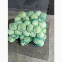 Капуста сорт Тореодор