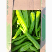 Продам перець, цукрову кукурудзу, баклажан, помідор, огірок с поля оптом, якість відмінна