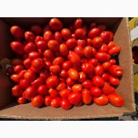 Продам помідор