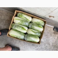 Продам пекінську капусту