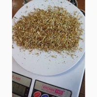 Продам насіння волошки