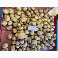 Куплю картоплю обʼємом