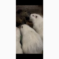 Продаю нутрий живым весом 200 грн/кг