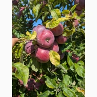 Продам яблуко сорту Ліберті