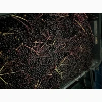 Продам бузину заморожену