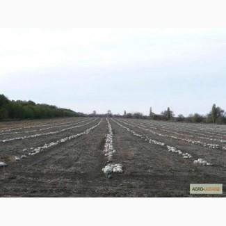 Семена тыквы Волжская серая (Сероволжская) Дамский ноготь (Болгарка) посевной материал1R