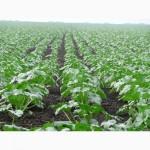 Семена тыквы Волжская серая (Сероволжская) Дамский ноготь (Болгарка) посевной материал1R