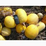 Семена тыквы Волжская серая (Сероволжская) Дамский ноготь (Болгарка) посевной материал1R