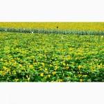 Семена тыквы Волжская серая (Сероволжская) Дамский ноготь (Болгарка) посевной материал1R