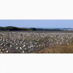 Семена тыквы Волжская серая (Сероволжская) Дамский ноготь (Болгарка) посевной материал1R