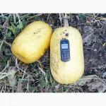 Семена тыквы Волжская серая (Сероволжская) Дамский ноготь (Болгарка) посевной материал1R