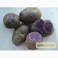 Продам картоплю кольорову