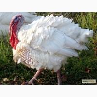 Индюки БИГ-8