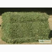 Продам сено люцерны в тюках