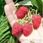 Продам саженцы самой вкусной садовой ягоды Малины