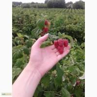 Продам саженцы малины