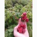Продам саженцы малины