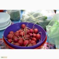 Семена редиса АДЕЛЬ