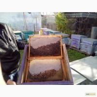 Продам суш для пчёл, рамка 300