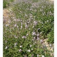 Продам розсаду м#039;яти перцевої (Menthae piperitae)
