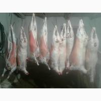 Продам баранов на мясо
