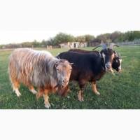 Продам коз породы ЛАМАНЧА