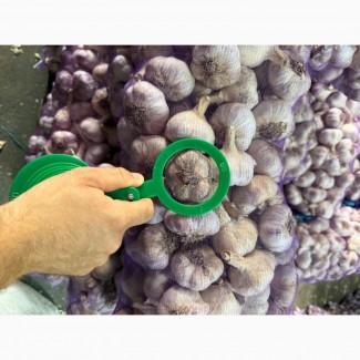 Куплю ОЗИМИЙ, часник, оптова ціна, великий об#039;єм