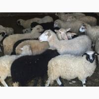 Продам бараны, овцы, баранов