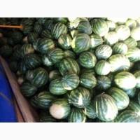 Продам оптом арбуз Виктория