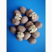 Горіх в шкарлупі