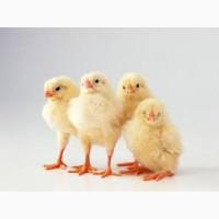 Редбро, Мастер грей, Испанка. Бройлер Кооб-500. Индюшата Биг-6 и Хайбрид. Утята. Гуси